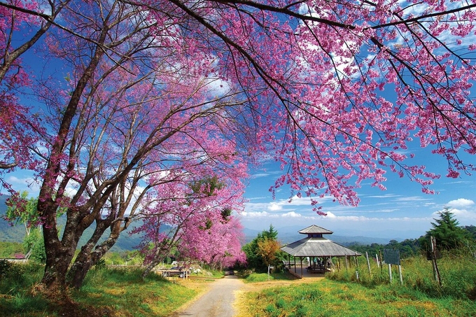 H&agrave; Nội, Đ&agrave; Lạt v&agrave;o top điểm ngắm hoa xu&acirc;n ch&acirc;u &Aacute; - Ảnh 6.