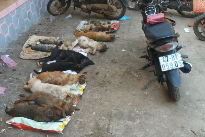 V&acirc;y bắt đối tượng trộm ch&oacute; trong đ&ecirc;m, thu gom h&agrave;ng chục con ch&oacute;, m&egrave;o - Ảnh 2.