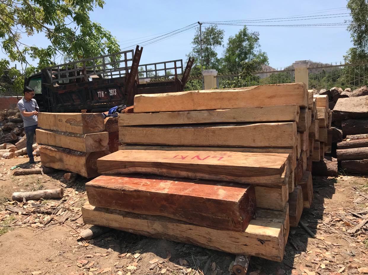 Lợi dụng kiểm lâm, nhân viên quản lý bị cách ly, lâm tặc tràn vào tàn sát rừng