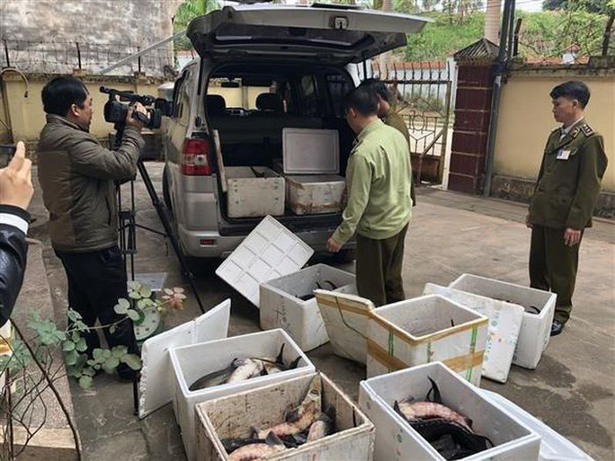 Nhập khẩu cá tầm Trung Quốc sai phép, doanh nghiệp tự ý đưa đi tiêu thụ