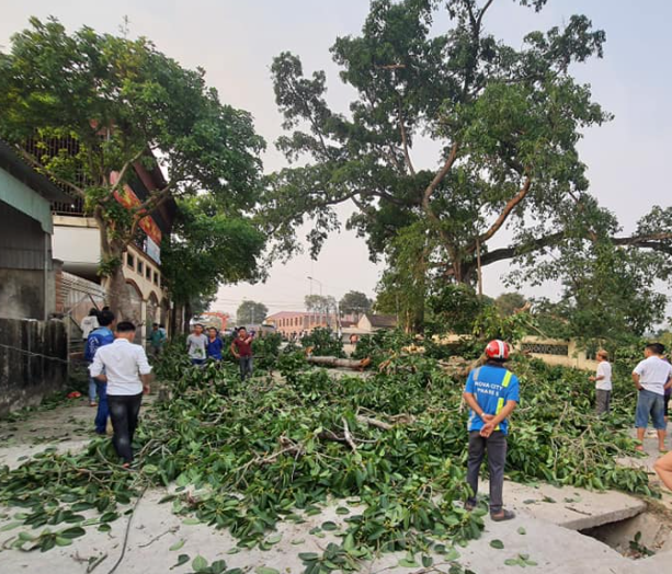 Cây đa 300 năm tuổi gãy lúc tan học, 4 học sinh bị thương