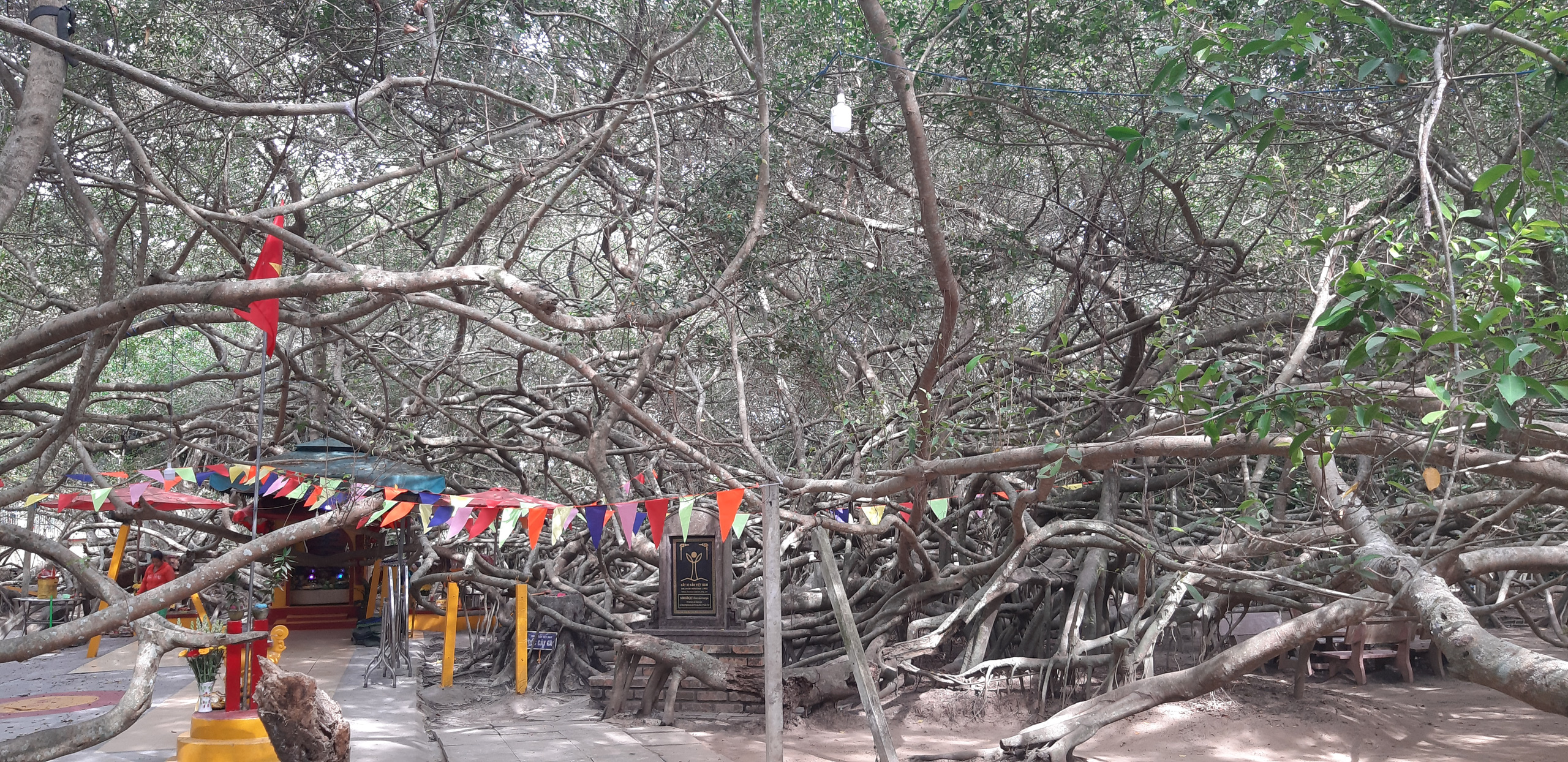 CLIP: Ngất ng&acirc;y trước vẻ đẹp y&ecirc;n b&igrave;nh của rừng gừa ở miền T&acirc;y - Ảnh 2.