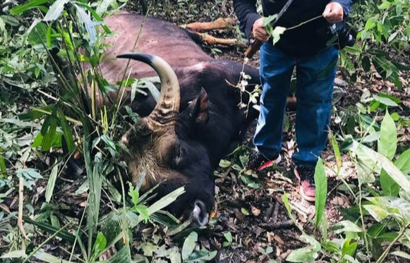 Bò tót rừng 700 kg chết trong khu bảo tồn ở Đồng Nai
