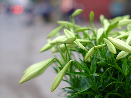 Lặng nghe loa kèn tháng tư