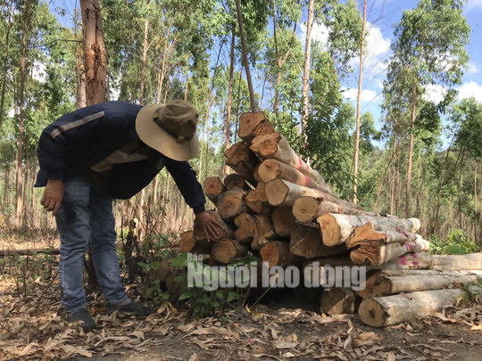 Vụ lâm tặc chúa nuôi lâm tặc con: Hết nạc vạc tới xương! - Ảnh 2.