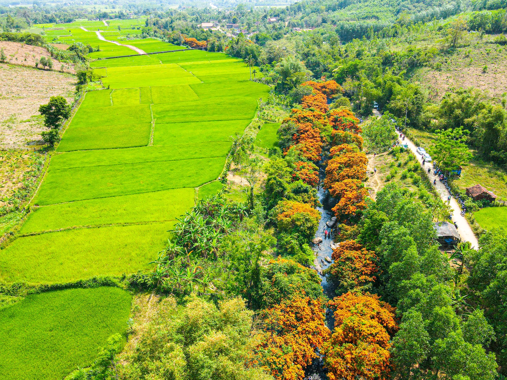 Đau đầu với những du khách vừa ngắm hoa trang rừng vừa… xả rác - Ảnh 1.