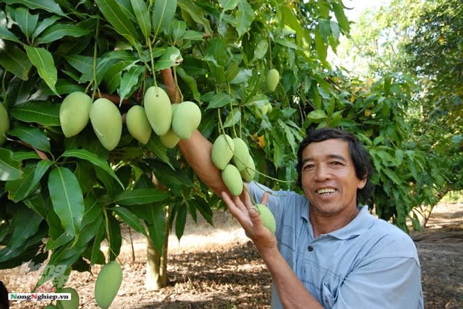 Đến năm 2030, cả nước có 140.000 ha trồng xoài
