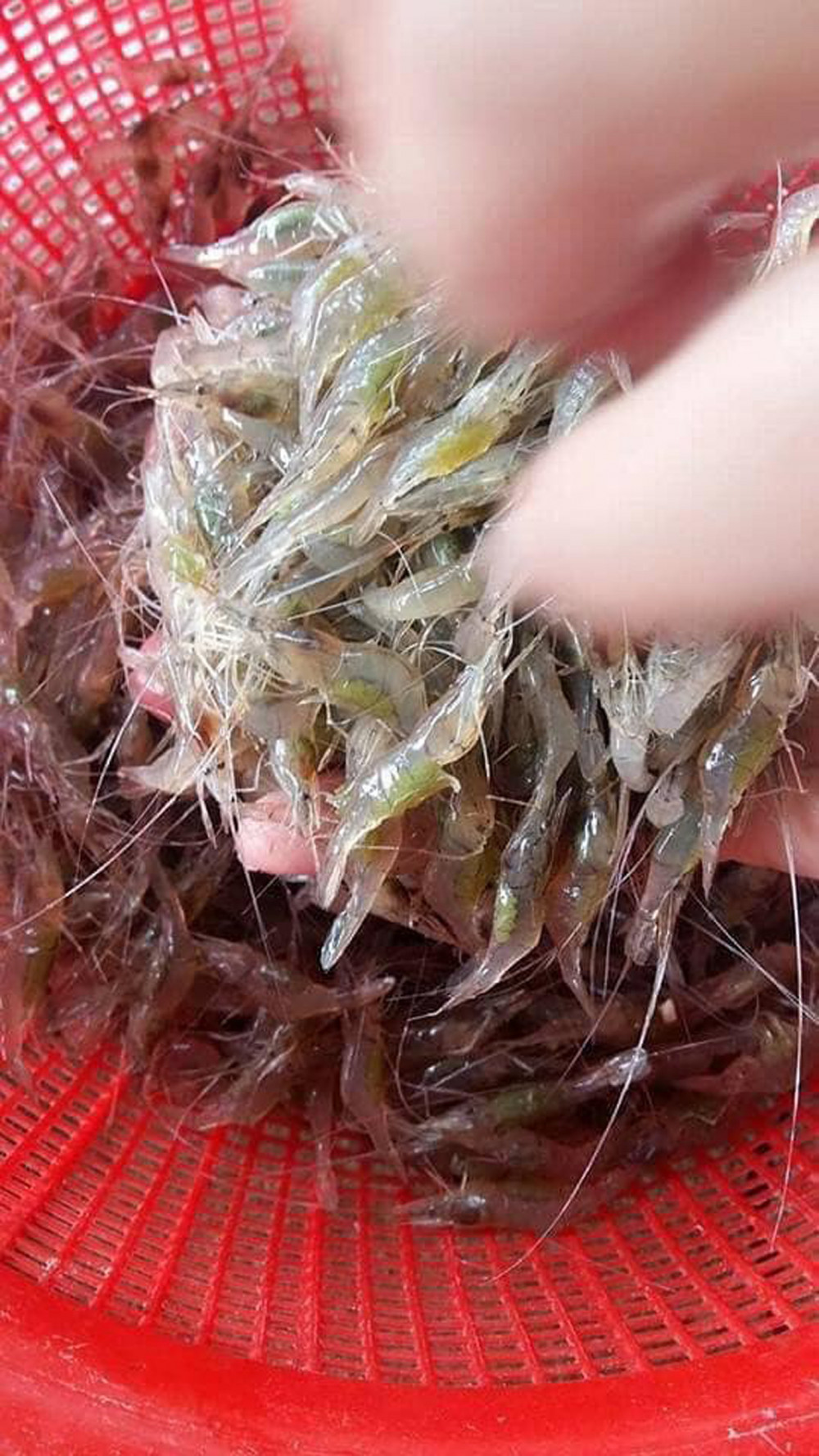 Ruốc đồng mùa nước khuyết