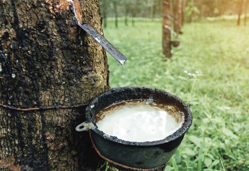 Trung Quốc gom mua, Việt Nam bán "vàng trắng" thu bộn tiền