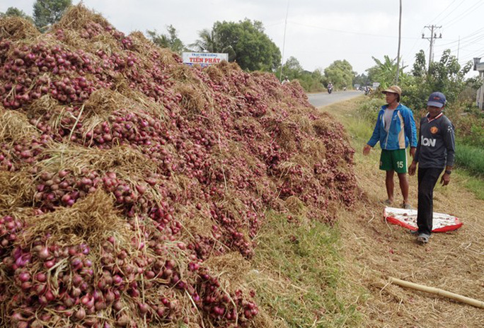 Hành tím Vĩnh Châu lại tồn đọng 50.000 tấn sau 6 năm “giải cứu”