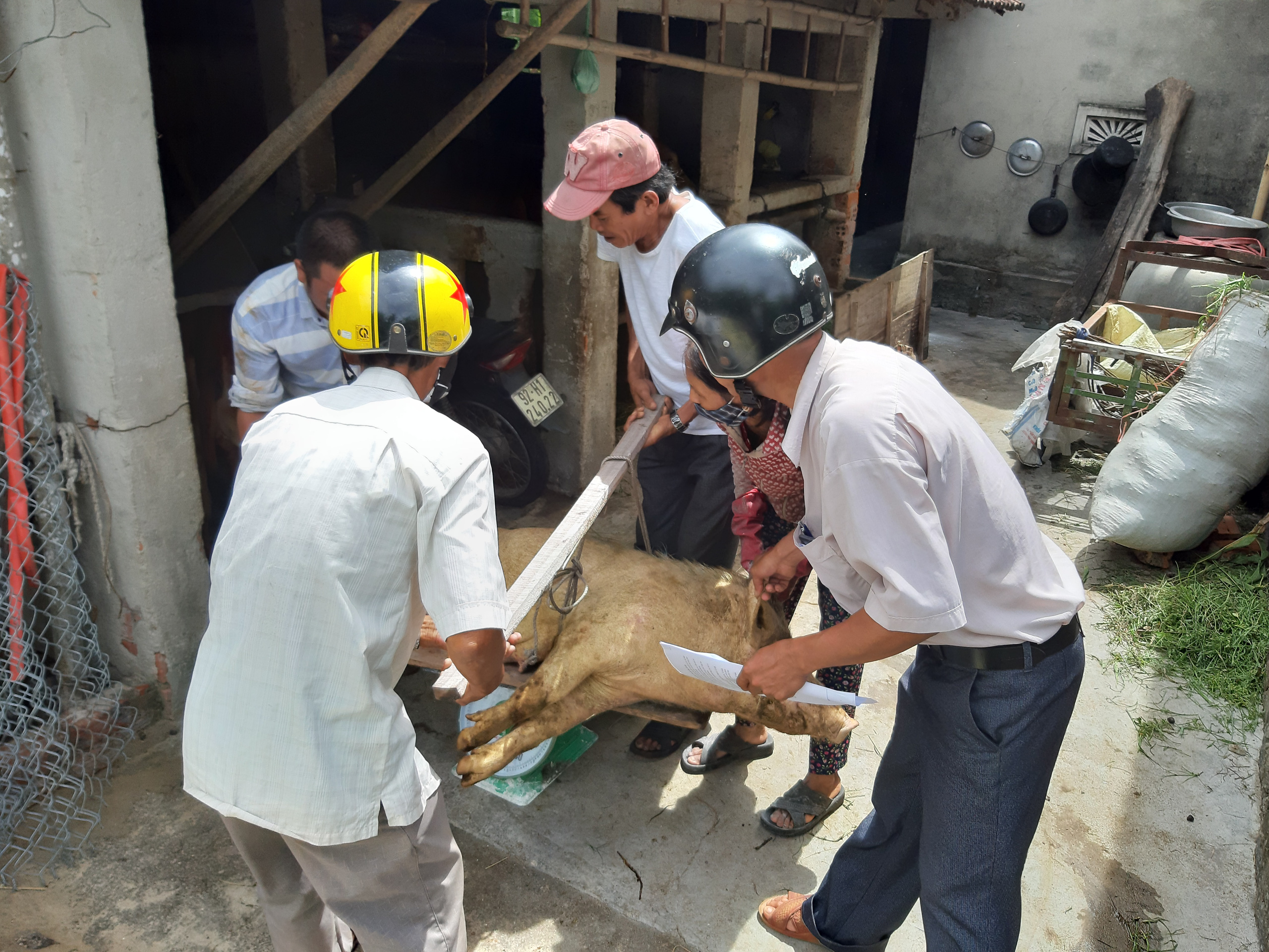 Họp HĐND Quảng Nam: Trình thông qua nơi không được phép chăn nuôi
