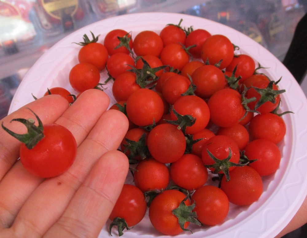 Ngỡ ngàng với loại "cà chua Lâm Đồng" giá nửa triệu đồng/kg