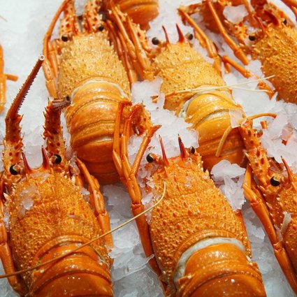 Quá phụ thuộc thị trường Trung Quốc, 11.000 tấn tôm hùm Úc "bơ vơ"