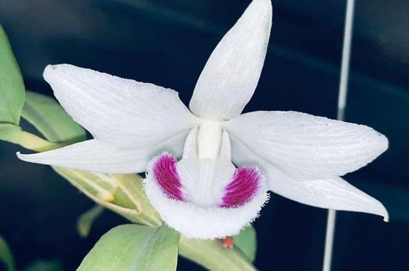 Chủ vườn lan biến mất, khách hàng bỏ nửa tỉ mua lan đột biến khóc ròng