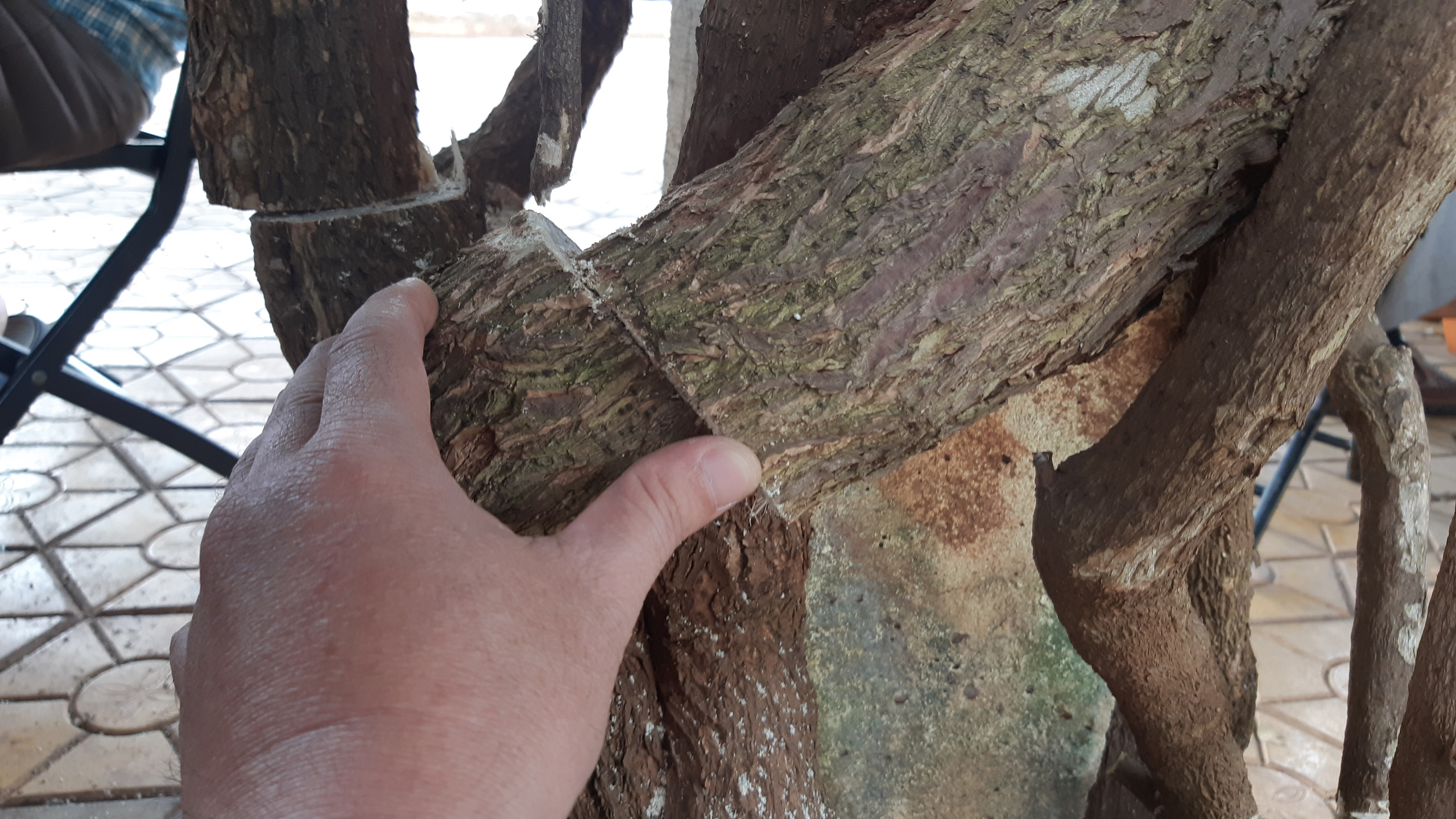 Giàn hoa giấy tuyệt đẹp bị cưa hạ: Yêu cầu công an điều tra - Ảnh 1.