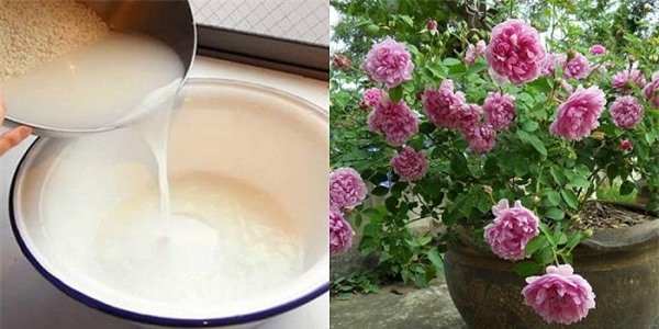 Ai cũng đổ nước vo gạo vì không biết 8 công dụng kỳ diệu này