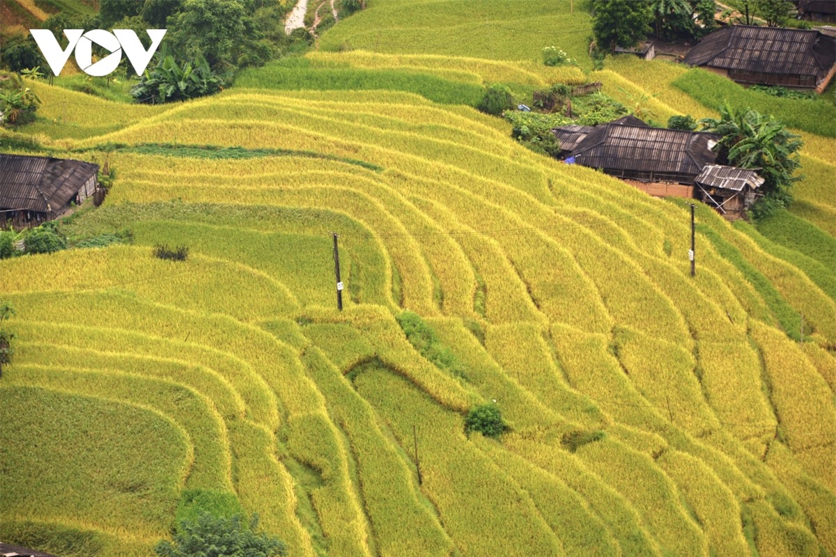 Ngắm Ho&agrave;ng Su Ph&igrave; đẹp tựa ti&ecirc;n cảnh khi bước v&agrave;o m&ugrave;a v&agrave;ng - Ảnh 12.