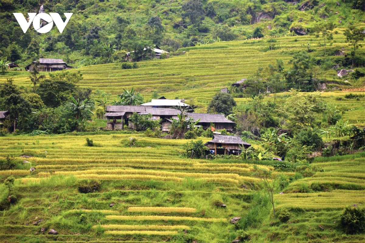 Ngắm Ho&agrave;ng Su Ph&igrave; đẹp tựa ti&ecirc;n cảnh khi bước v&agrave;o m&ugrave;a v&agrave;ng - Ảnh 13.