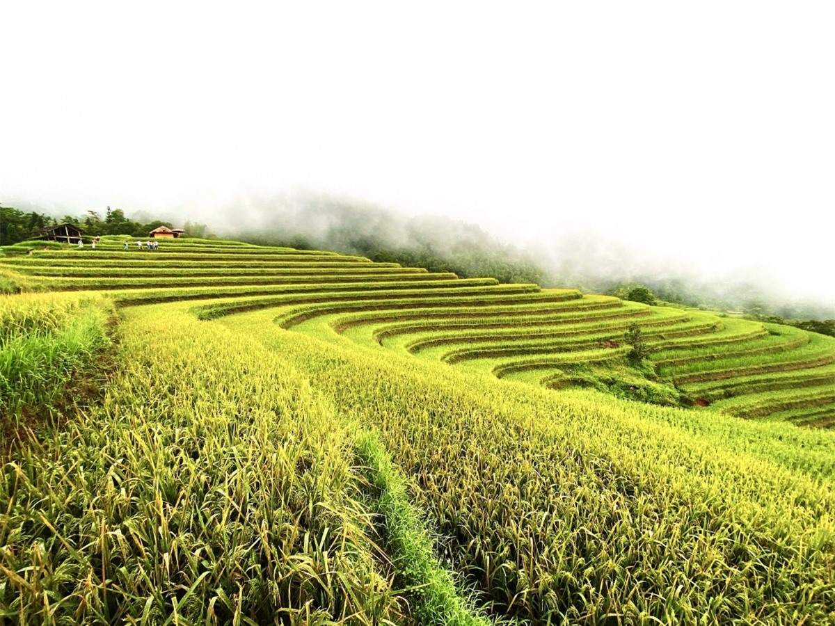 Ngắm Ho&agrave;ng Su Ph&igrave; đẹp tựa ti&ecirc;n cảnh khi bước v&agrave;o m&ugrave;a v&agrave;ng - Ảnh 15.