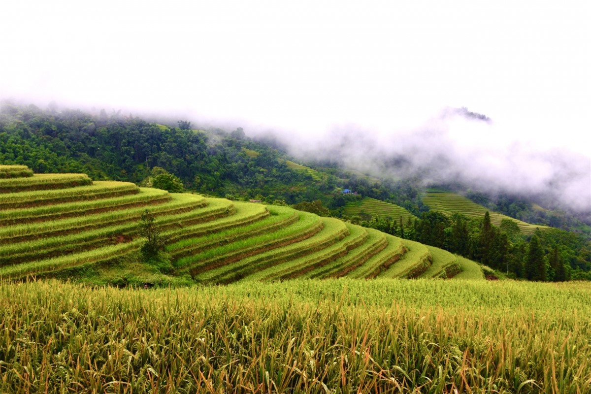 Ngắm Ho&agrave;ng Su Ph&igrave; đẹp tựa ti&ecirc;n cảnh khi bước v&agrave;o m&ugrave;a v&agrave;ng - Ảnh 16.