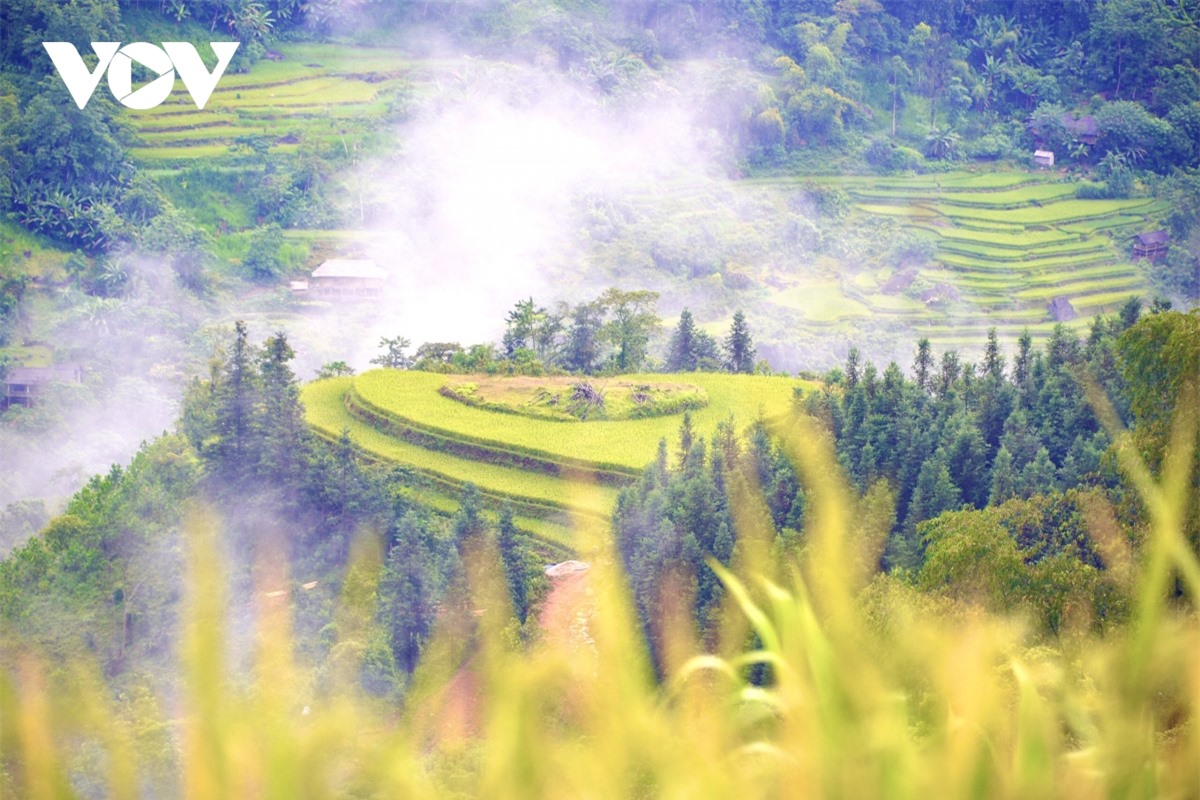 Ngắm Ho&agrave;ng Su Ph&igrave; đẹp tựa ti&ecirc;n cảnh khi bước v&agrave;o m&ugrave;a v&agrave;ng - Ảnh 17.