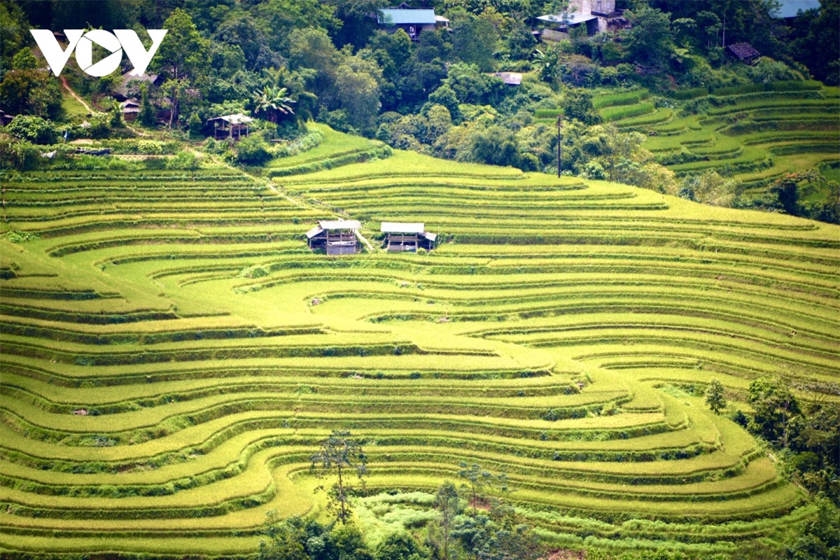 Ngắm Ho&agrave;ng Su Ph&igrave; đẹp tựa ti&ecirc;n cảnh khi bước v&agrave;o m&ugrave;a v&agrave;ng - Ảnh 19.