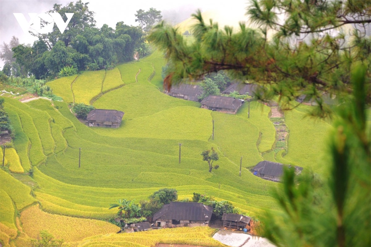 Ngắm Ho&agrave;ng Su Ph&igrave; đẹp tựa ti&ecirc;n cảnh khi bước v&agrave;o m&ugrave;a v&agrave;ng - Ảnh 3.