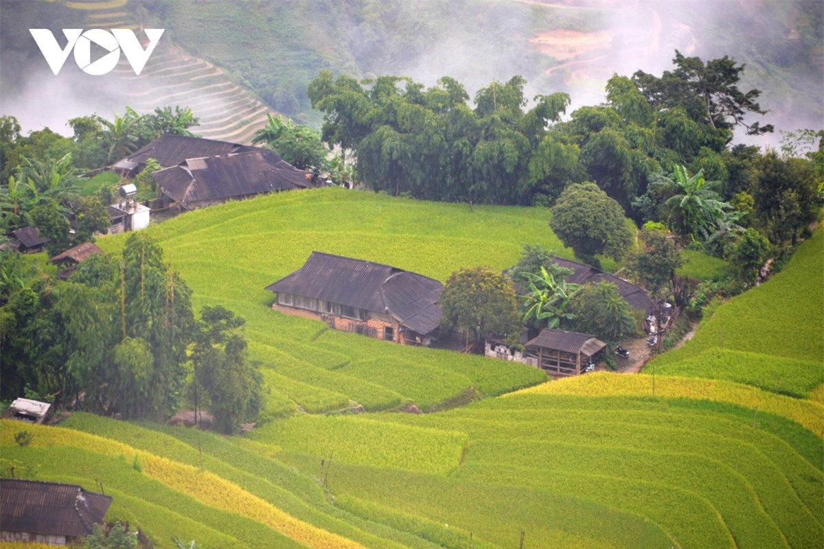 Ngắm Ho&agrave;ng Su Ph&igrave; đẹp tựa ti&ecirc;n cảnh khi bước v&agrave;o m&ugrave;a v&agrave;ng - Ảnh 4.