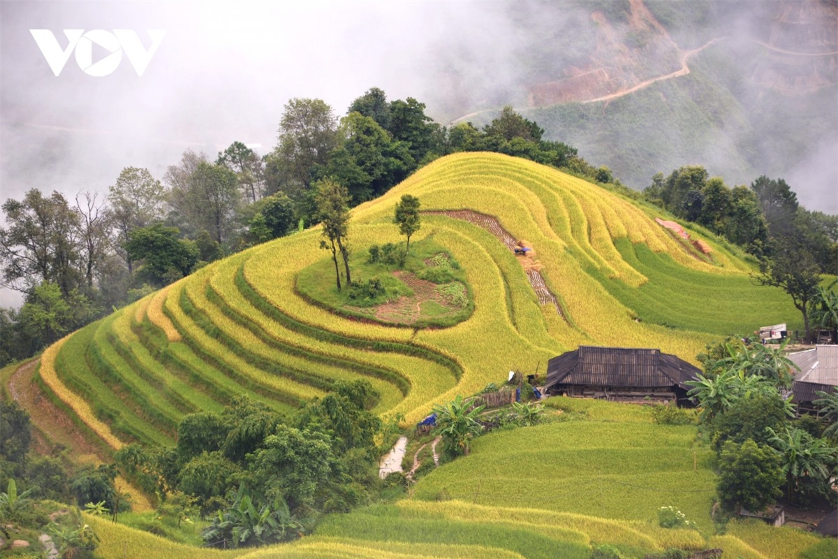 Ngắm Ho&agrave;ng Su Ph&igrave; đẹp tựa ti&ecirc;n cảnh khi bước v&agrave;o m&ugrave;a v&agrave;ng - Ảnh 7.