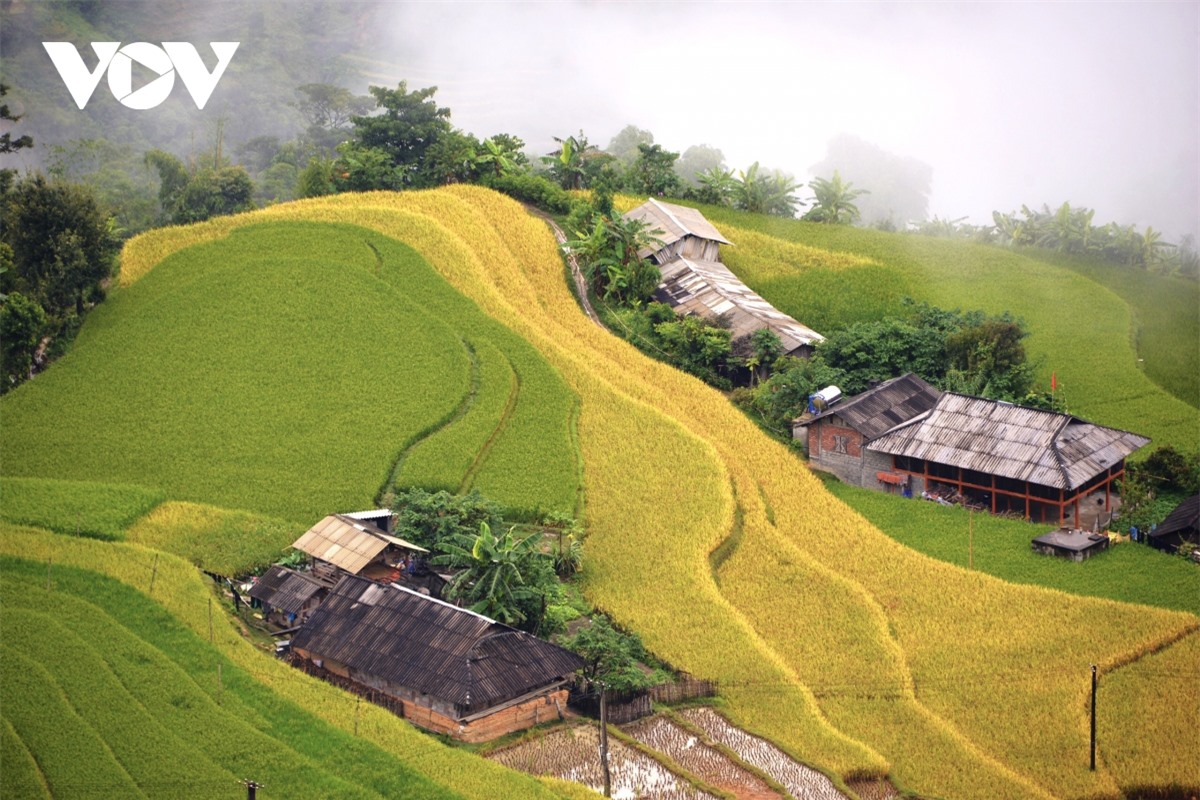 Ngắm Ho&agrave;ng Su Ph&igrave; đẹp tựa ti&ecirc;n cảnh khi bước v&agrave;o m&ugrave;a v&agrave;ng - Ảnh 10.
