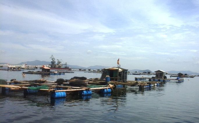 Gần 30 tấn cá chết bất thường dọc bờ biển Thanh Hóa - Ảnh 1.