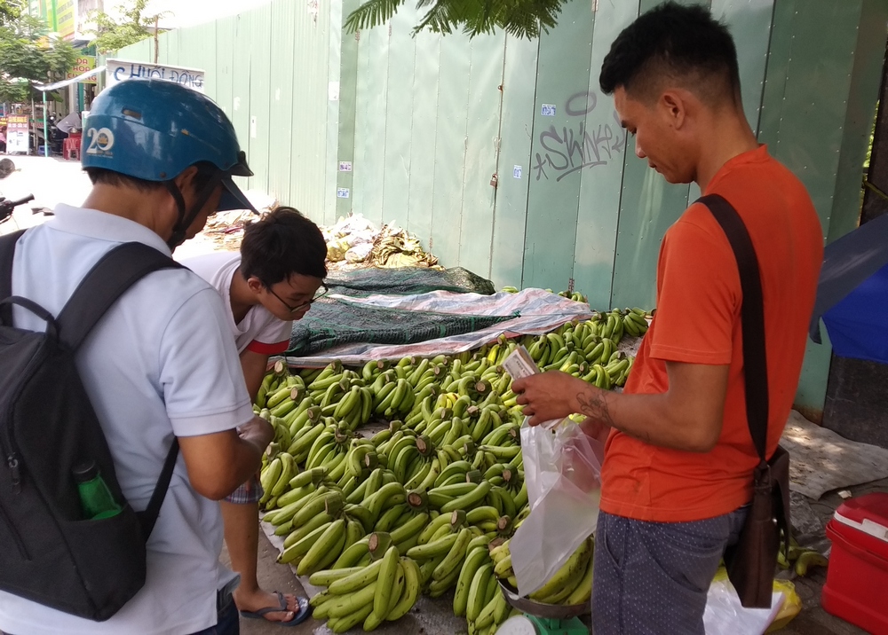 Chuối già Nam Mỹ khổng lồ xổ rẻ đầy đường