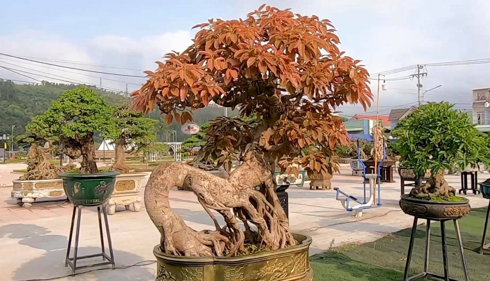 Mãn nhãn với gần 1.000 tác phẩm tại triển lãm sinh vật cảnh ở Bình Định