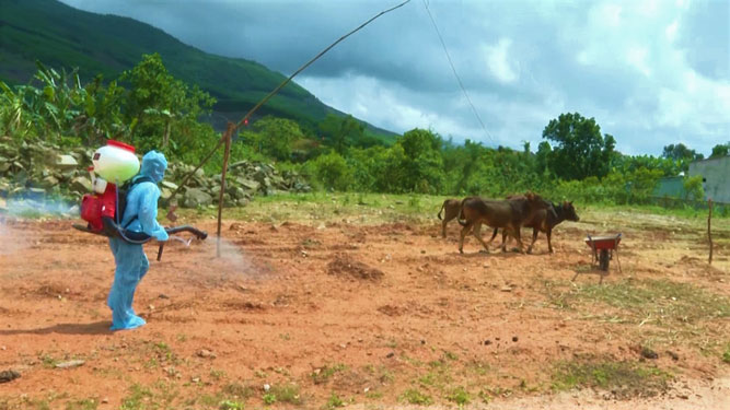 Điêu đứng vì bệnh viêm da nổi cục trên trâu, bò