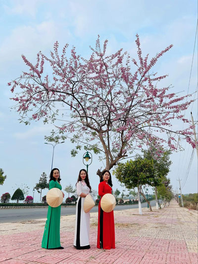 Hoa đỗ mai nở rực trên cung đường đẹp nhất Mũi Né - Ảnh 1.