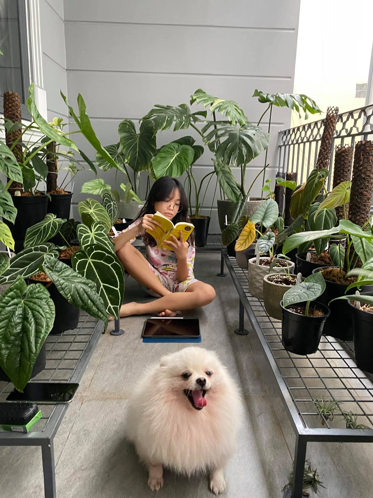 Nhà phố với giàn cây thẳng đứng, hoa trái quanh năm rực rỡ - Ảnh 10.