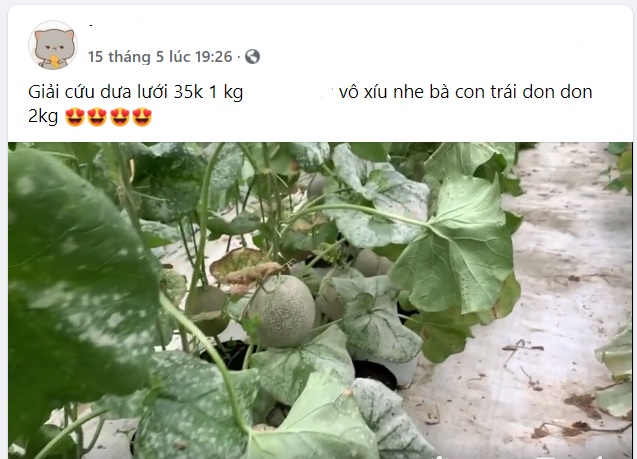 Giải cứu dưa lưới v&igrave; nh&agrave; h&agrave;ng, kh&aacute;ch sạn, karaoke giảm mua - Ảnh 4.