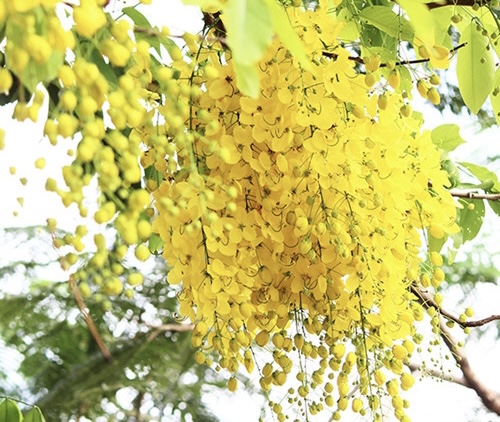 Những mùa hoa trong thành phố