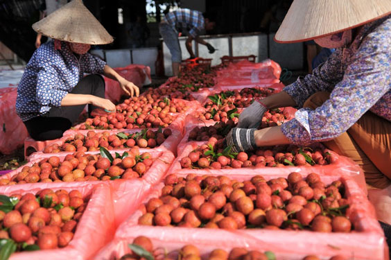 Gỡ khó cho nông sản vùng dịch - Ảnh 1.