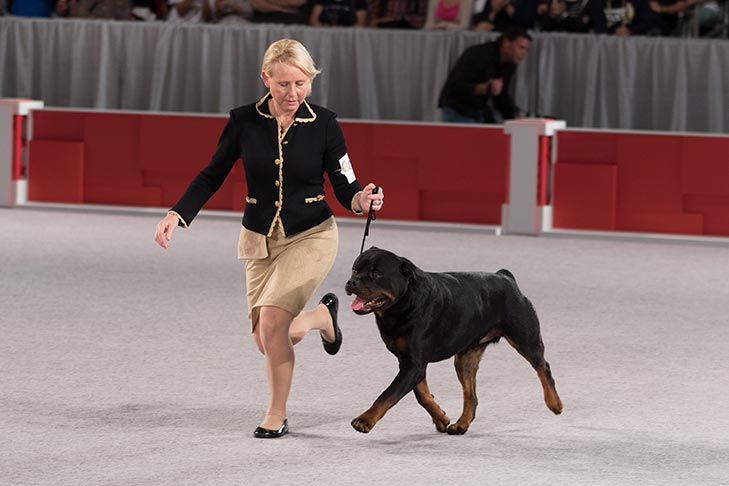 Sơ lược về giống chó Rottweiler dữ tợn