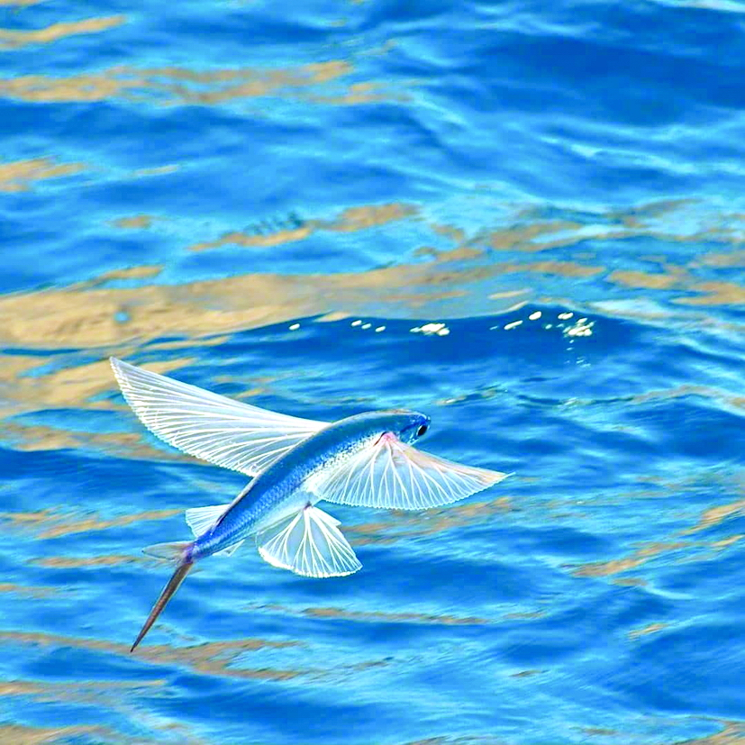 Mùa cá chuồn bay