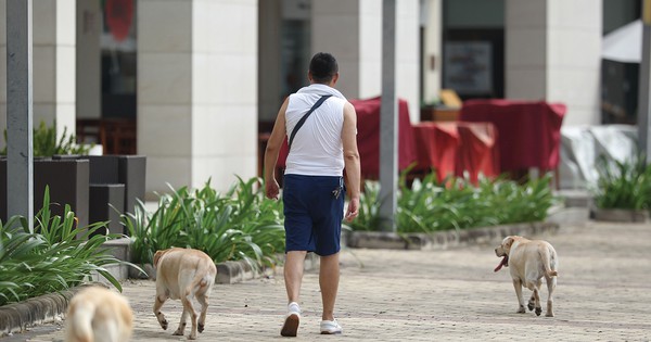 Nỗi khổ sống gần nhà nuôi chó