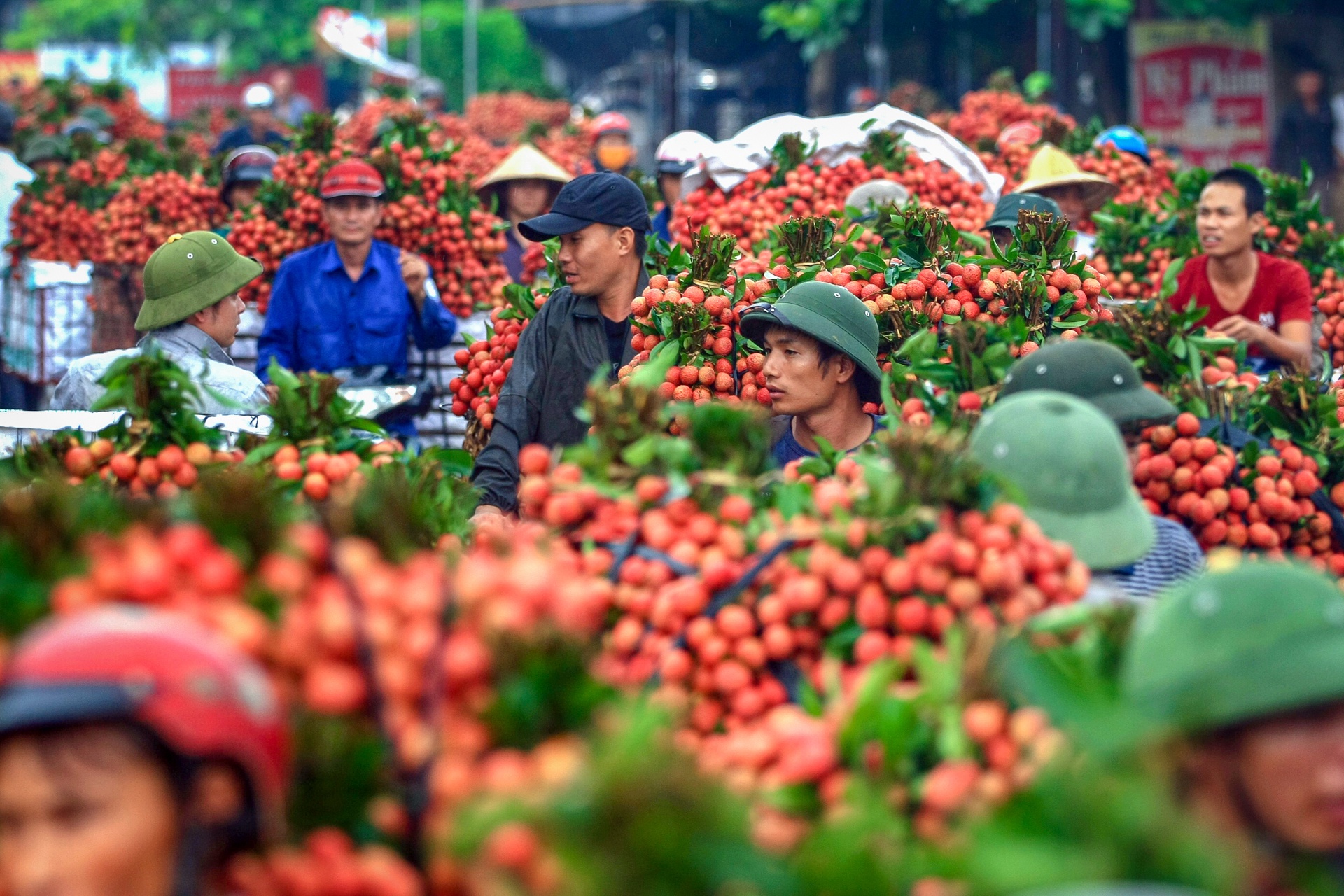 Thực hư thông tin vải Lục Ngạn bị thương lái thu mua ép giá xuống còn 2.000 đồng/kg
