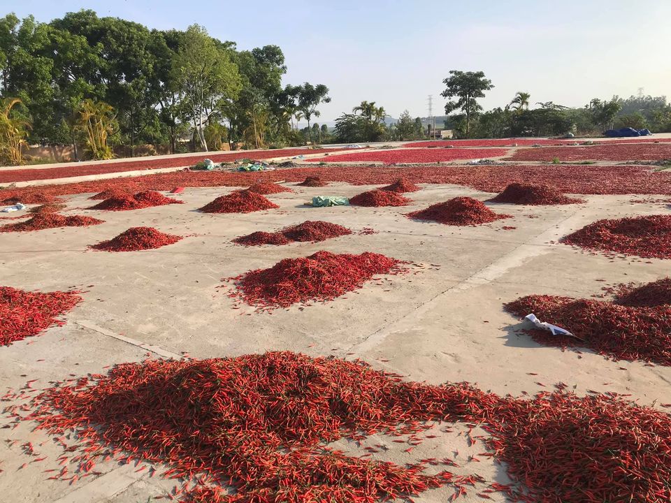 Gi&aacute; ớt tiếp tục rơi tận đ&aacute;y, người n&ocirc;ng d&acirc;n bỏ mặc ruộng ớt ch&iacute;n c&acirc;y - Ảnh 2.