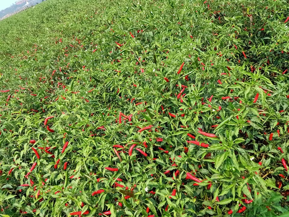 Giá ớt tiếp tục rơi tận đáy, nông dân bỏ mặc ruộng ớt chín cây