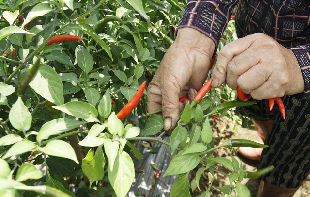 Gi&aacute; ớt tiếp tục rơi tận đ&aacute;y, người n&ocirc;ng d&acirc;n bỏ mặc ruộng ớt ch&iacute;n c&acirc;y - Ảnh 3.