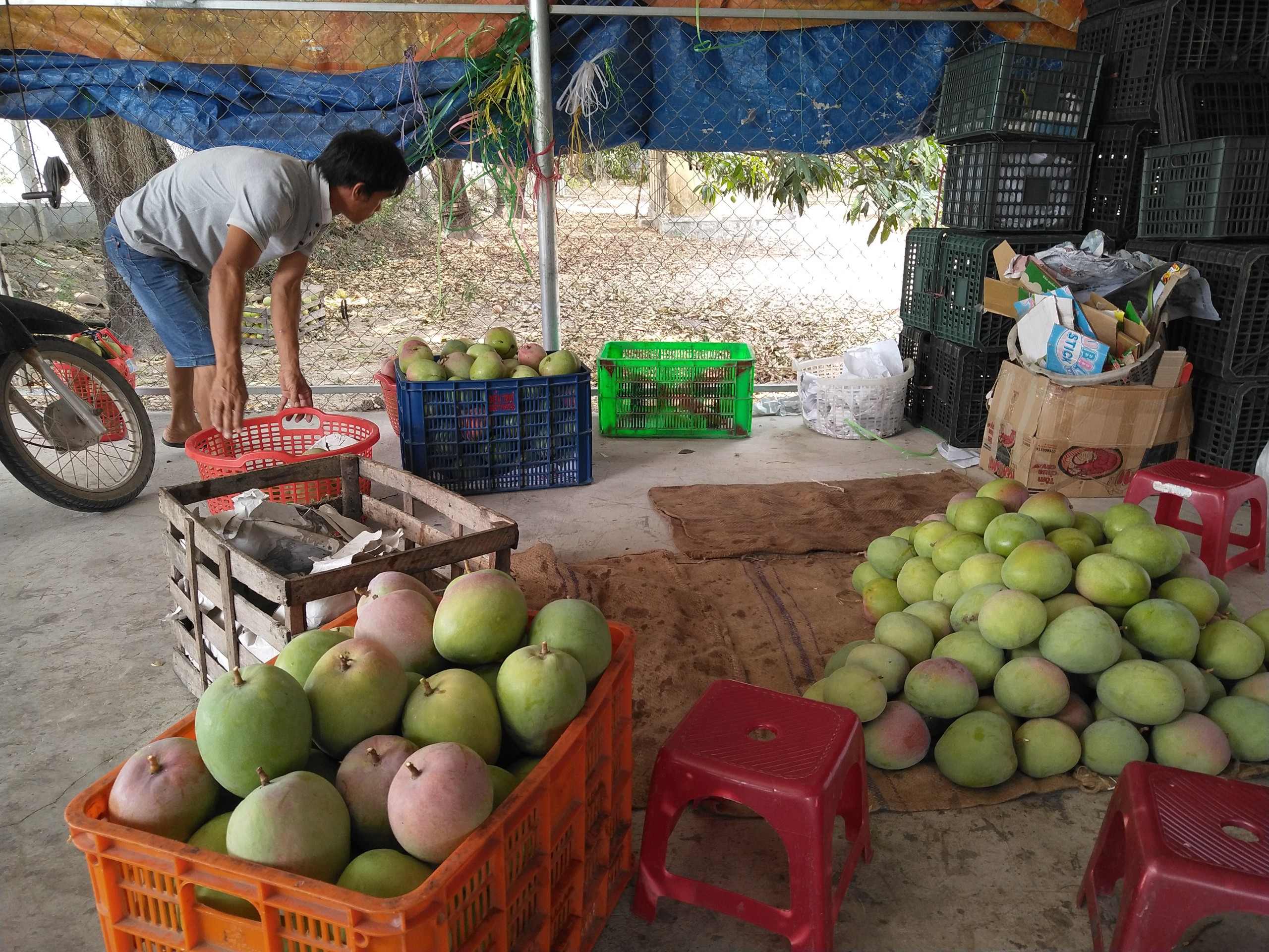 Xoài Úc Cam Lâm chờ giải cứu