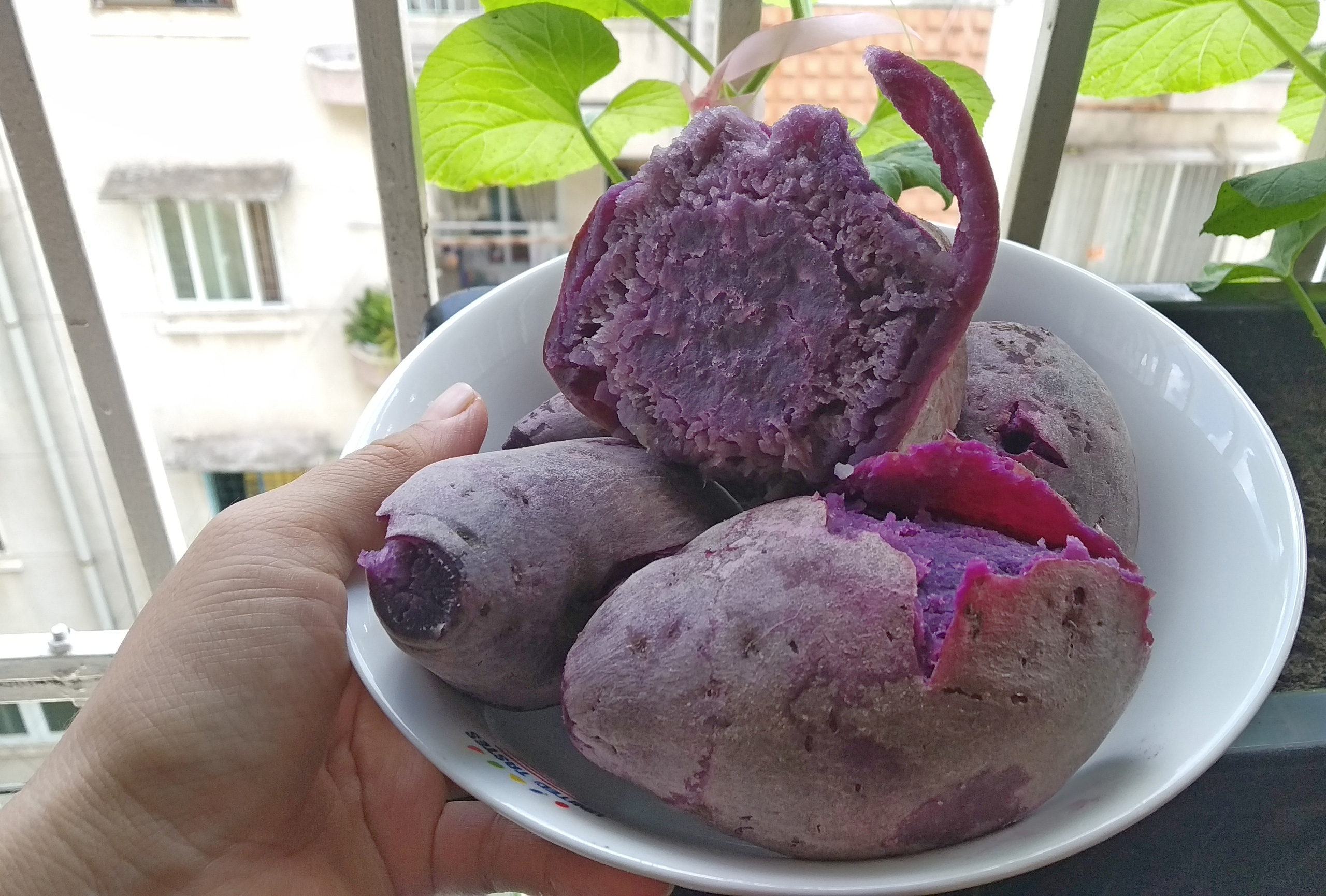Nhiều nơi hỗ trợ tiêu thụ khoai lang tím Nhật giá 5.000 – 9.000 đồng/kg