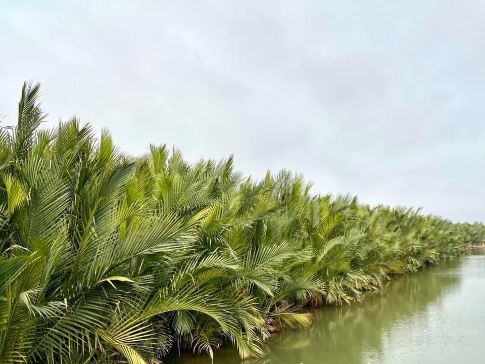 Dựng b&ecirc;-t&ocirc;ng xanh tr&ecirc;n ph&aacute; Tam Giang - Ảnh 1.