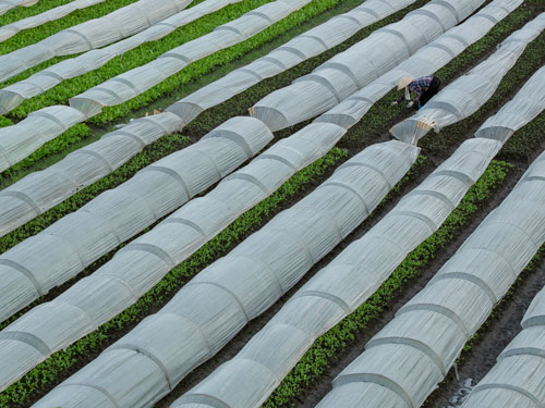 Cuộc thi ảnh&ldquo;N&eacute;t đẹp lao động&rdquo; lần 3 năm 2020-2021: Ươm mầm cho m&agrave;u xanh hy vọng - Ảnh 5.